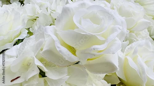 white rose close up