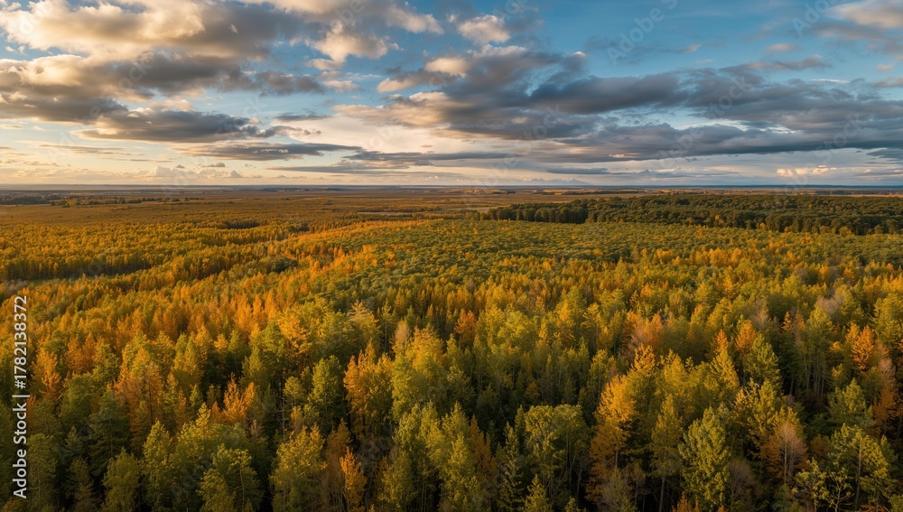 Naklejka premium Aerial View of Autumn Forest, Green and Yellow Foliage in Seasonal Change