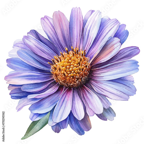 watercolor vector of Aster Flower, isolated on a white background.