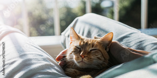Fotografie Kindness to animals Concept and an orange cat is lying on someone's lap in a cozy atmosphere
