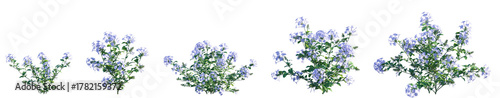 Set of Plumbago auriculata (the Cape leadwort, blue plumbago or Cape plumbago) isolated png on a transparent background perfectly cutout high resolution	