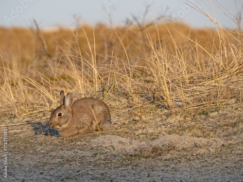 Nahaufnahme eines Wildkaninchens, Oryctolagus cuniculus, in den Dünen der deutschen Nordseeinsel Norderney
