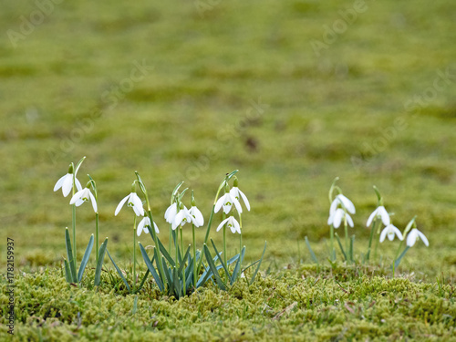 Eine Ansammlung weiß blühender Schneeglöckchen, Galanthus, auf einer Wiese
