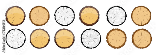 cross section of tree vector illustration