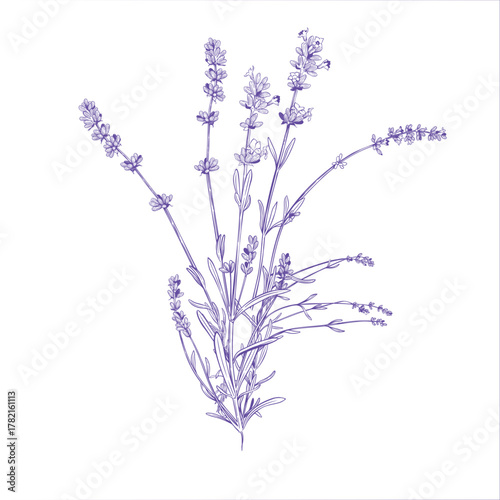 lavender bouquet on  white background. Vector illustration in engraving style
