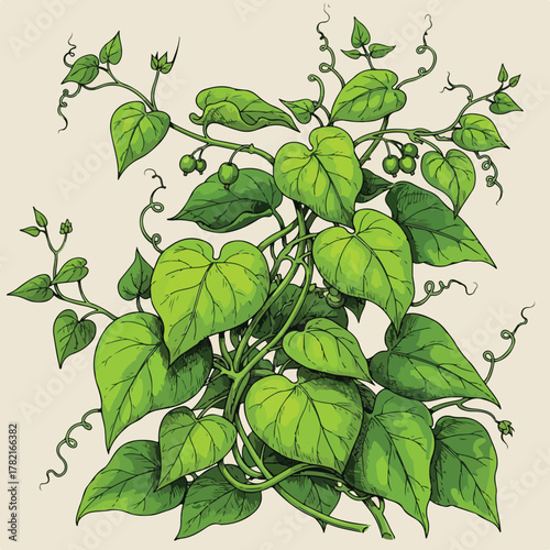 Vector Botanical Illustration of Ivy Plant with Green Heart-Shaped Leaves in Organic Style for Nature and Garden Design