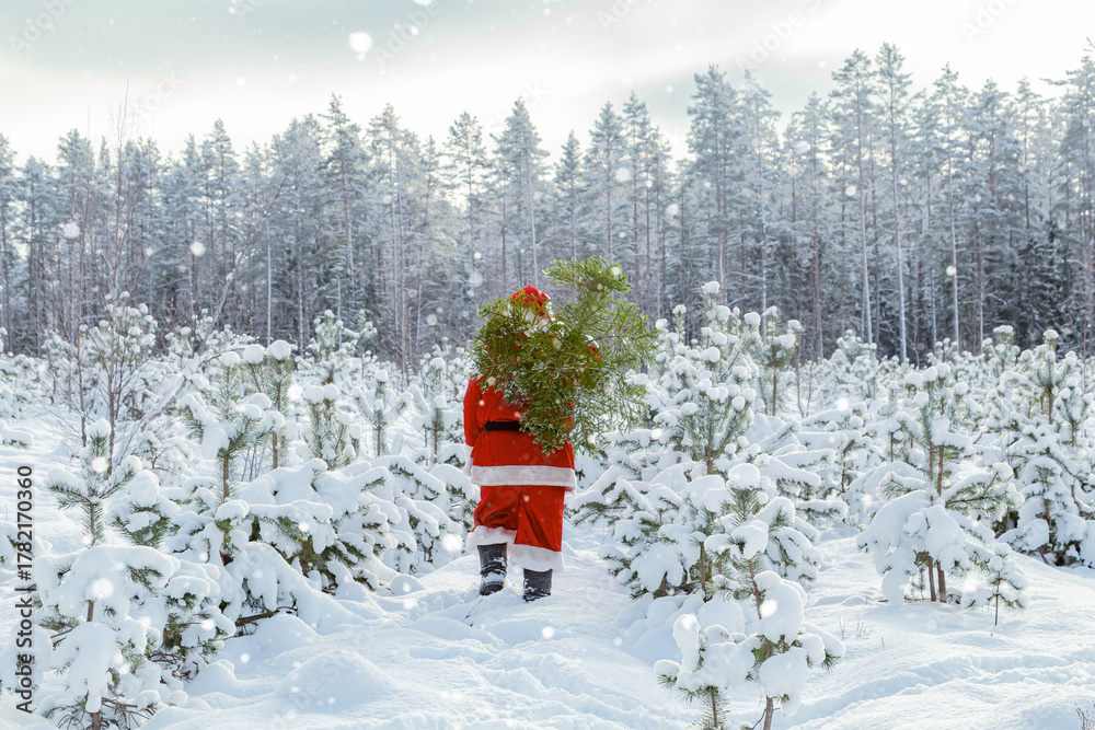 Naklejka premium Authentic Santa Claus walking among small pine trees.