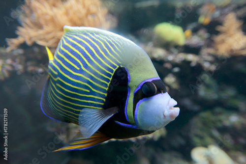  Imperator-Kaiserfisch (Pomacanthus imperator) tropische Meere 