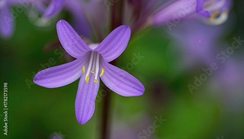 Creeping Bellflower (Campanula rapunculoides) purple blossoms flourishing in a natural setting, highlighting seasonal change
