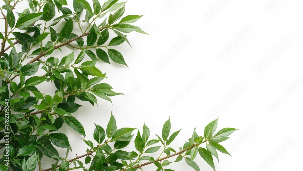 Obraz premium Star gooseberry leaves set against a white backdrop.
