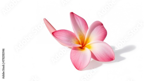 Lovely pink plumeria rubra flower, set against a white background, ideal for editorial header backgrounds