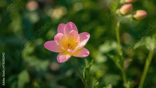 A pink and yellow flower in a floral kingdom, vibrant colors enhancing garden beauty