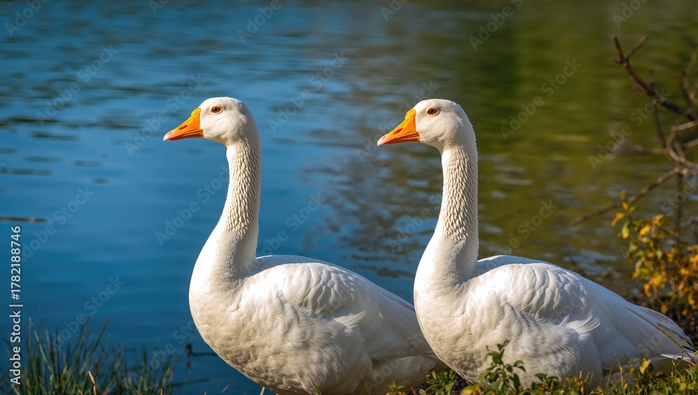 Fototapeta premium Geese swimming in a pond, seasonal change, summer