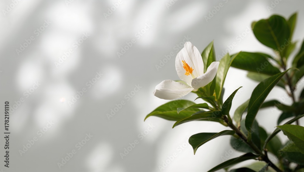 Fototapeta premium Beautiful Siam flower, floral beauty, nature's elegance
