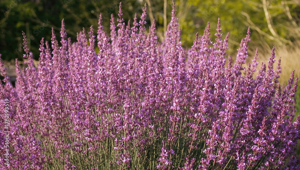 Obraz premium Direct perspective of a flowering purple lilac shrub