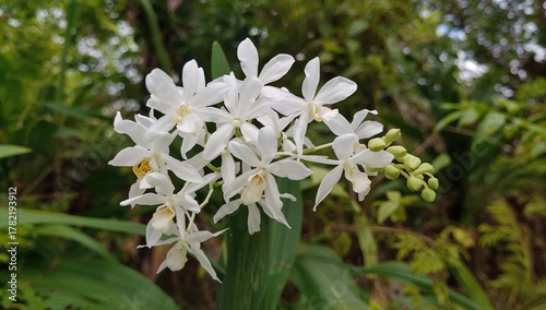 Genus Dendrobium features primarily epiphytic and lithophytic orchids, focusing on their unique growth habits