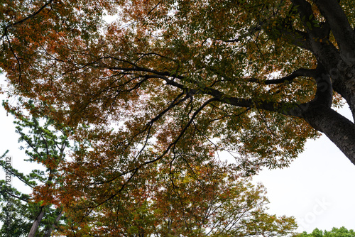 大学キャンパスの散歩の途中で見つけた秋の風景