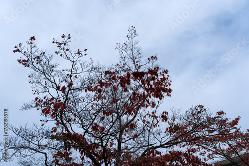 大学キャンパスの散歩の途中で見つけた秋の風景