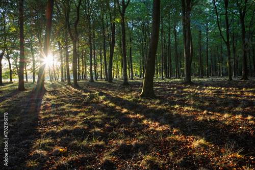 Shafts of sunlight with shadows in autumn woodland of beech trees, Hampshire, England, United Kingdom