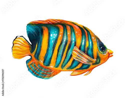 Multicolored emperor angelfish. Watercolor drawing of a fish isolated on a white background.