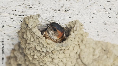 巣から飛び立つコシアカツバメ