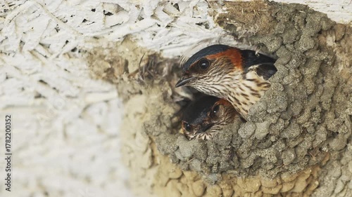 巣の中のコシアカツバメつがい