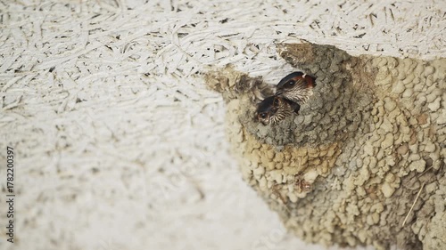 仲睦まじいコシアカツバメのつがい