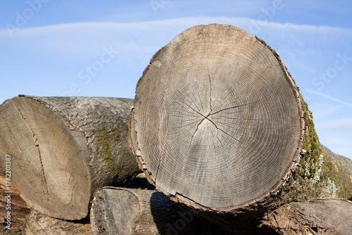 Baumstamm Jahresringe 1