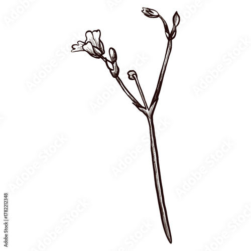 A branch of a meadow mountain plant with flowers drawn in graphic style. Vector flower icon.