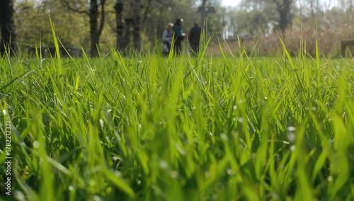 Fototapeta Naklejka Na Ścianę i Meble -  A summer afternoon in the park, a person walks amid lush greenery, highlighting the tranquility of nature