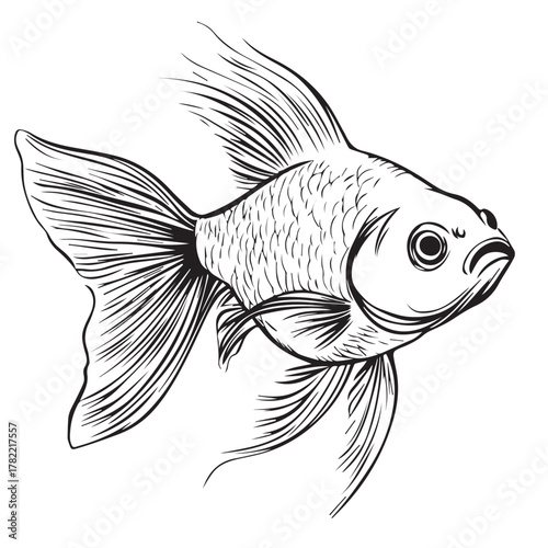 vector illustration of goldfish
