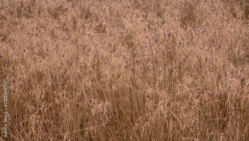 Fototapeta premium Dried grass fields with brown hues, indicating seasonal change