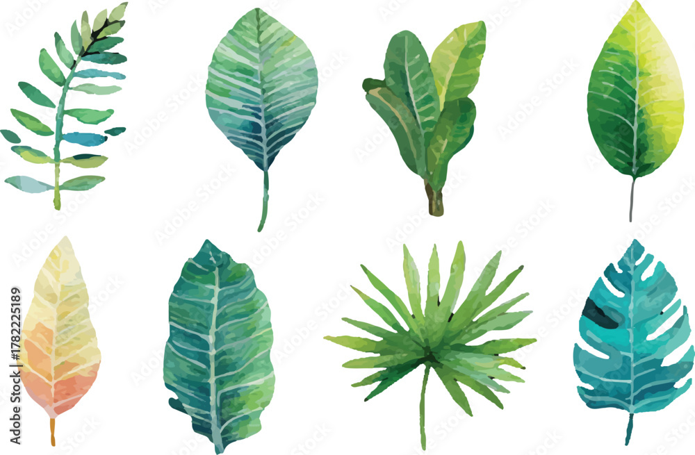 Fototapeta premium collection of green leaves