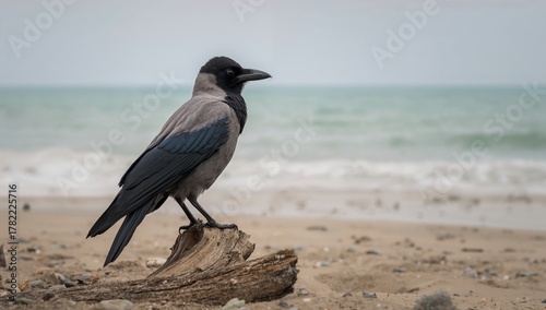 Fototapeta Naklejka Na Ścianę i Meble -  Hooded crow, Corvus cornix, striking profile view on sandy beach, showcasing urban density