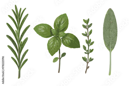 Collection of fresh culinary herbs including rosemary, basil, thyme, and sage on white background