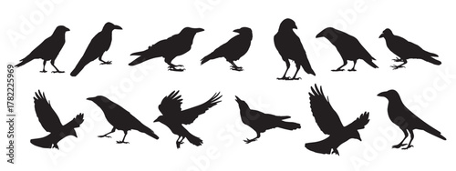 the set of crow silhouette collection