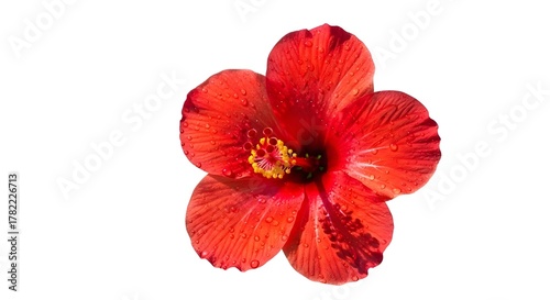 red poppy isolated on white Red Poppy Flower Scarlet Bloom of Nature
