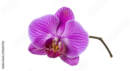 purple orchid isolated on white background Elegant Purple Orchid