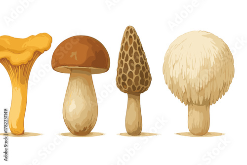Four edible wild mushrooms: Chanterelle, Porcini, Morel, and Shaggy Mane fungi isolated on white