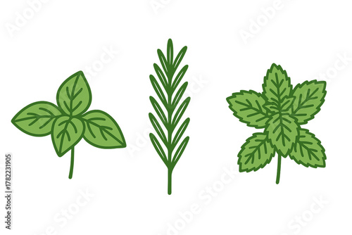 Collection of three fresh culinary herbs: basil, rosemary, and mint leaves for cooking