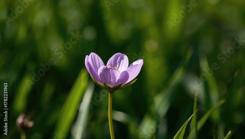 Common yet Stunning Blossom
