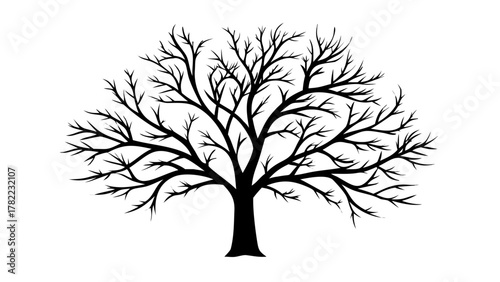 Silhouette of a bare tree