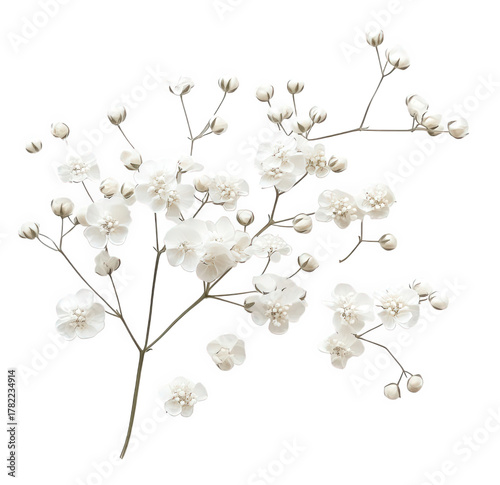Delicate babys breath isolated on transparent background, showcasing tiny white flowers and intricate branching, ideal for wedding decorations, floral designs, and romantic projects