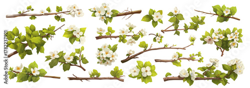 Flowering branches cartoon set. Green branch with white flowers, spring May blossom cherry apple pear vegetable garden dacha fruit berry harvest gardening agriculture element decor vector illustration