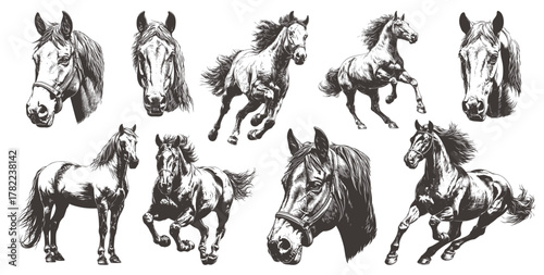 Horses engraving set. Horse monochrome drawing, racing stallion head standing galloping sketch vector illustration