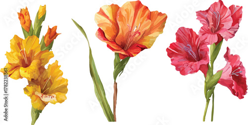 watercolor gladiolus flowers with leaves clipart