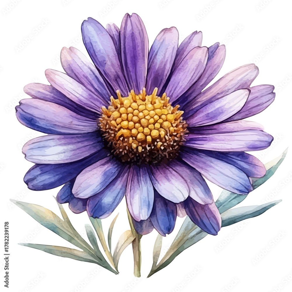 Obraz premium Aster Flower, watercolor illustration vector, isolated on a white background.