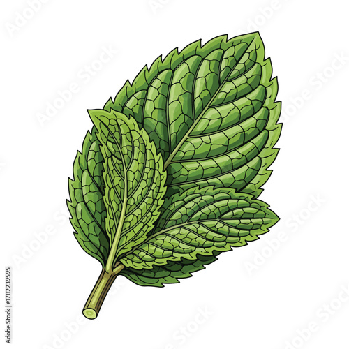 Vector Botanical Illustration of Mint Leaves in Modern Organic Style with Green Shades for Natural and Fresh Design Applications