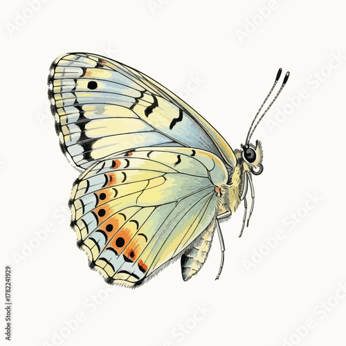 Vector Illustration of Butterfly with Detailed Wings in Natural Colors in Realistic Style for Nature and Wildlife Design