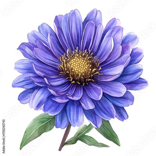 Aster Flower, watercolor illustration vector, isolated on a white background.